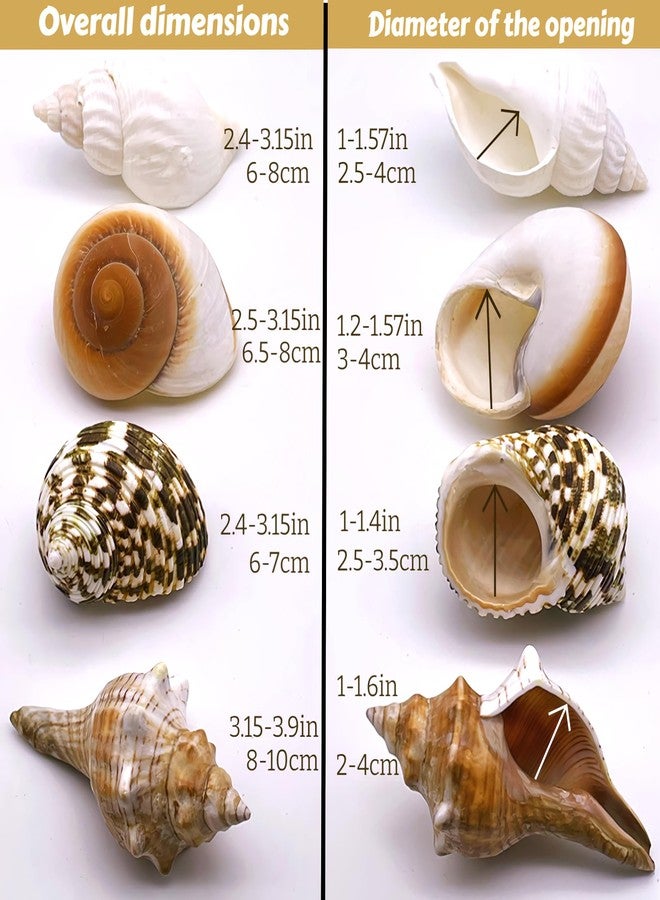Wanwanzi 4PCS Large Hermit Crab Shells | Natural Sea Conch 2.4" - 3.5", Opening 1" - 1.5" | Large Sea Shell丨Turbo Seashells for Hermit Crab Supplies and Beach Decoration - Image 3